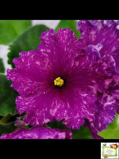 АВ-Тайны Востока (Фиалковод) 2022 г.