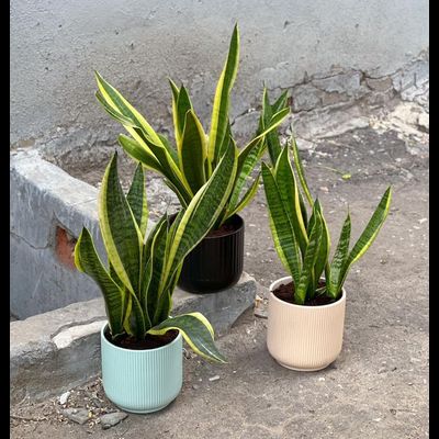 Сансиеверия Gold