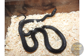 Полоз узорчатый, узорка, Elaphe dione