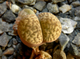 Lithops hookeri v.susannae C091