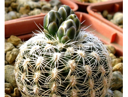 Gymnocalycium bruchii v.niveum VG-341 - 5 семян