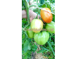 Томат Де Барао гигант