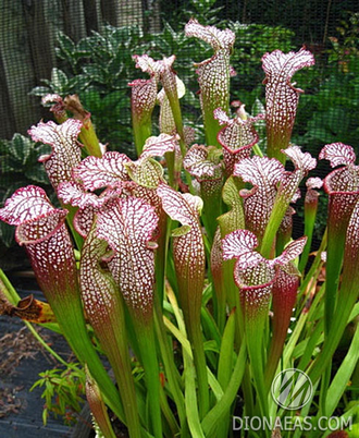 Sarracenia leucophylla Tarnok