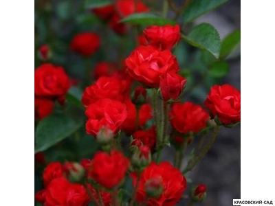 Роза бордюрная красная - Rose Bordure