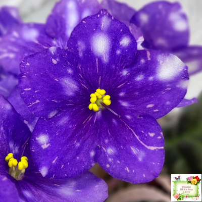 Rivermist Galaxy (J.Baker) (10973) 04/13/2018