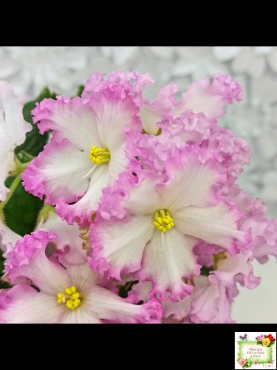 Nik-Обыкновенная Богиня (Н. Булко) 2023 г.