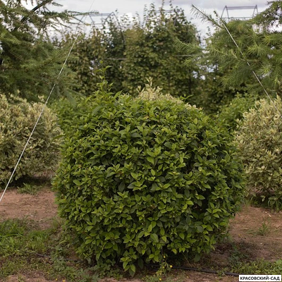 Топиар Дерен Флавирамея в форме шара - Flaviramea