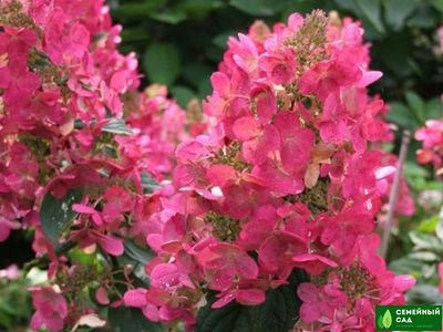 Гортензия метельчатая "Diamand Rouge" (Даймонд Руж)