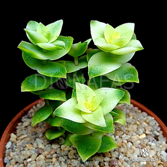 Crassula perforata Variegata - Крассула перфорированная пестрая, Толстянка пронзенная, толстянка продырявленная