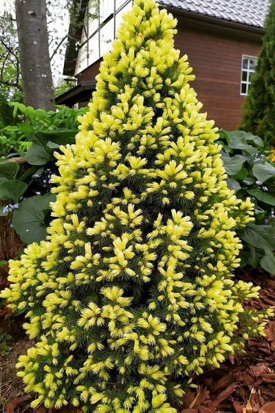 Ель канадская Daisy's White