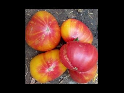 Томат Золотые горы Медео