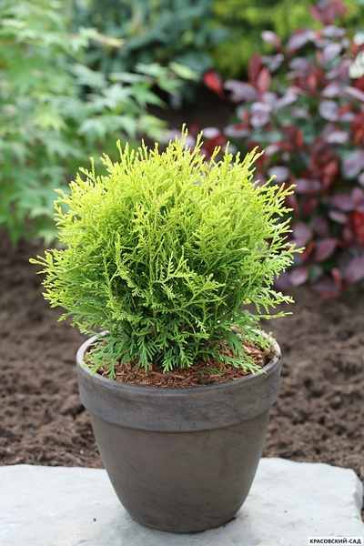 Туя Даника Ауреа - Danica Aurea