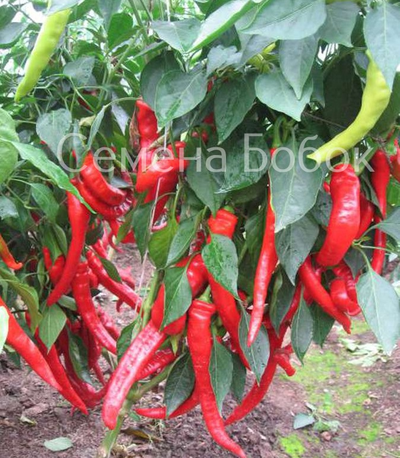 Перец острый Чудо Подмосковья, 10 шт