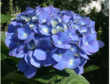 Гортензия крупнолистная Форевер энд Эвер Блю