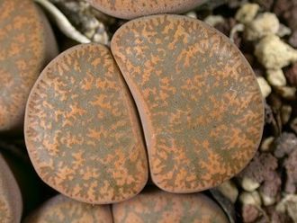 Lithops lesliei (Warrenton form) С036 (Чехия) - 10 семян