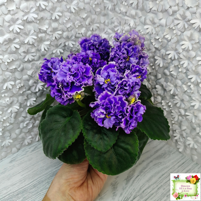 РМ-Синий Бриллиант (Н. Скорнякова) 2023 г.