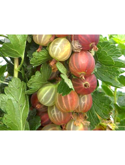 Крыжовник  Розовый