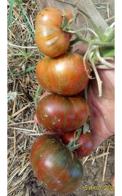 Томат Королева Миссисипи (Mississippi Queen)