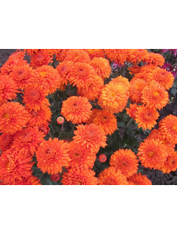 Хризантема корейская Пектораль