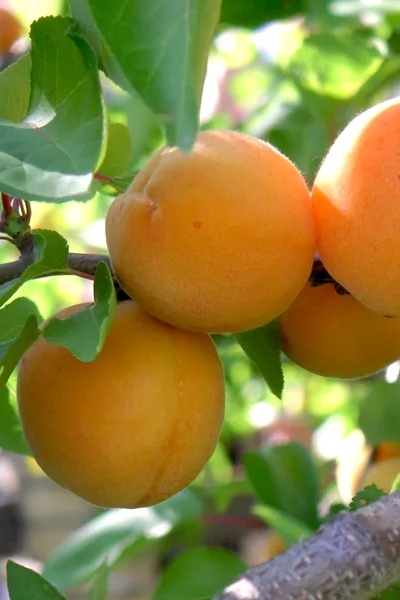 Абрикос  Элитный ранний