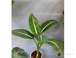 Диффенбахия