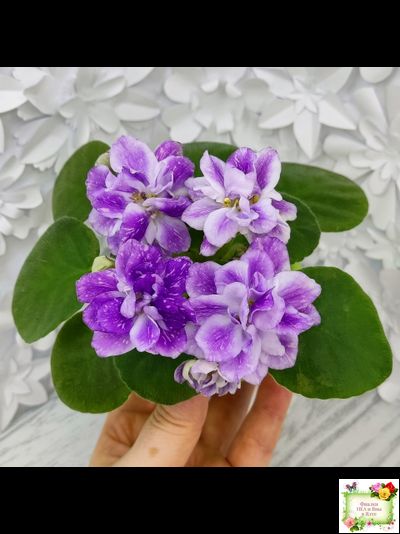 АВ-В Краю Единорогов (Фиалковод) 2020 г.