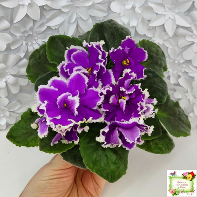 ЕК-Малахитовая Орхидея (Е. Коршунова) 2012 г.