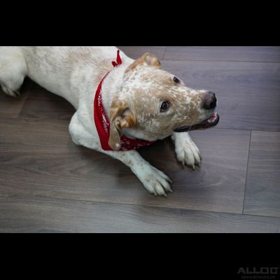 Ламинат Alloc Original Дуб Манхэттен 08530