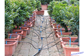 Капельный полив в горшках: схема 1 капельница = 4 растения