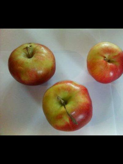 Пришвинское (яблоня)