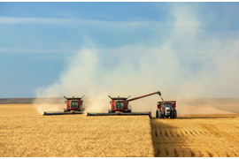 Семена зерновых культур