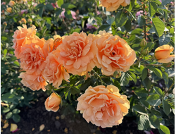 Скайлайн (Skyline) пл