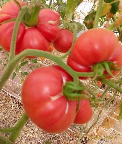 Томат Марманде розовый (Marmande pink)