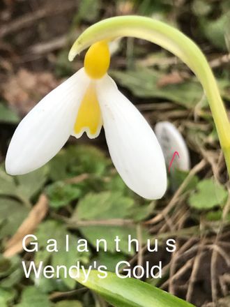 Galanthus Wendy`s Gold