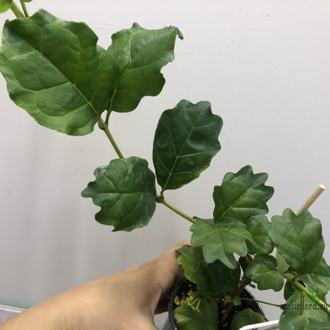 Никодемия дуболистная /  Nicodemia ( Buddleja indica )