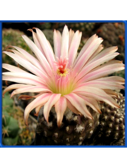 Thelocephala odierii