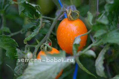 Томат Юстина (Justyna), 10 шт