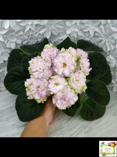 Фея (Т. Л. Дадоян) (лист укоренённый)