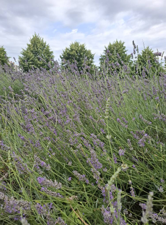 Лаванда лекарственная (Lavandula angustifolia), Сербия (5 мл) - 100% натуральное эфирное масло