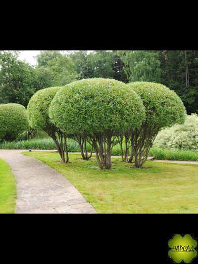 ИВА ЛОМКАЯ БУЛАТА