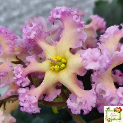 РМ-Оранжевое Лето (Н. Скорнякова) 2022 г.