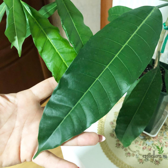 Ficus (T18) Mango leaf / фикус Нервоза