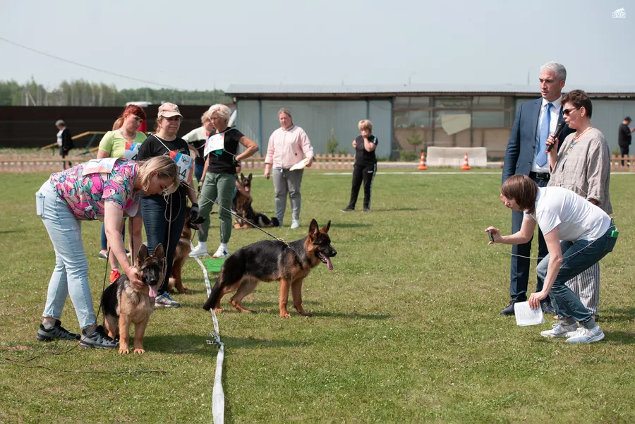 монопородная выставка г. Бронницы 28.05.2023 3 место класс беби эксперт Ilija Radulovic (Сербия)