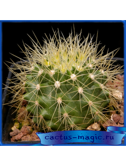 Ferocactus schwarzii L 620