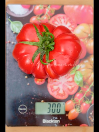 Томат Лев Минусинский, 10 шт