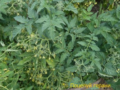 Томат  Geranium Kiss (Поцелуй герани,  от Кушнаревой Т.)