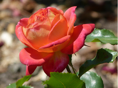 Роза Мидсаммер (Midsummer), МидсаммерОКС,Россия