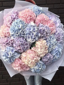 19 гортензий (цвет на выбор)
