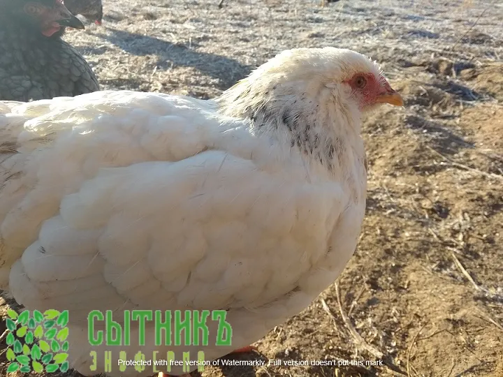 Деревенские куры на свободном выгуле