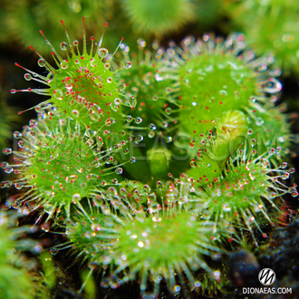 Семена Росянки Drosera MIX